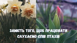 Вместо того чтобы работать слушаю пение птиц. #garden #дачасадогород