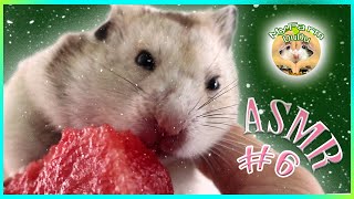 Hamster eating watermelon cute hamster ASMR #6