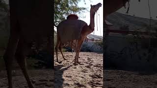 Camel for sell