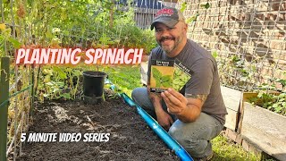 Tuesday Growing Tip: How to Plant Spinach || #DHBG