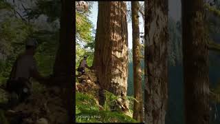 Amayzing !! Cut down giant trees #amazing #woodworking #chainsaw #tree