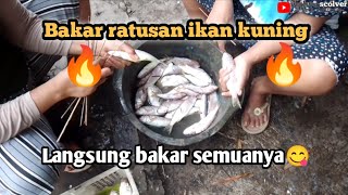 Bakar ratusan ikan kuning !!! Langsung bakar semuanya