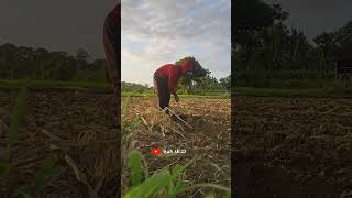 lagi di sawah proses buat lahan cabe sama jagung#shorths