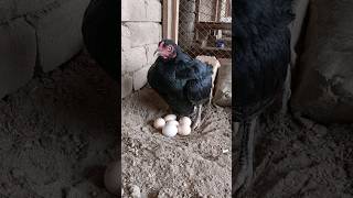 Hen hatching eggs and laying eggs