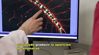 Un modelo predictivo de la mecánica de la formación del sistema nervioso de Drosophila