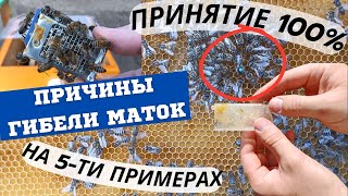 Принятие маток 100% на пяти примерах. Почему гибнут матки?