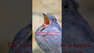 The Screaming Piha #bird #wildanimals #short #sing