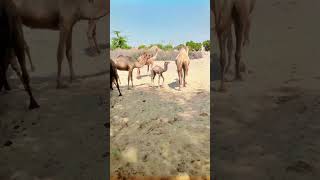 Camels #viralshorts #camel #animals #desert #pets #youtubeshorts