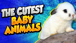 10 Cutest Baby Animals You Need To Pet