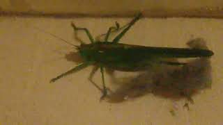 Коник зелений (Tettigonia viridissima) самочка у шубі літом. рос."кузнечик"