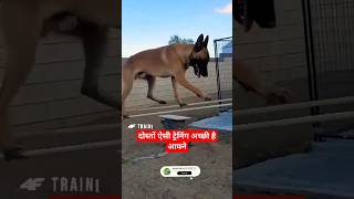 angry Dog sound || dog barking || barking dogs #dog