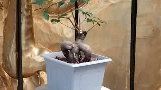 Pruning Ginseng Ficus | Walmart Rescues that are now Bonsai in Training