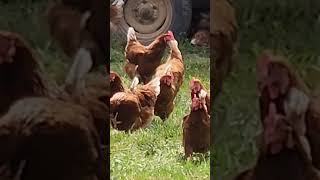 🐓"Chicken Invasion: They are Coming for You"🐓#chicken #invasion #animalfriends