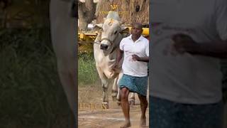 ONGOLE BULLS POWER||BULL RACE|| BULLS SLOMOTION|| ONGOLE BULLS||