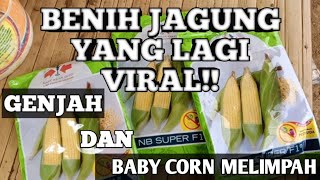 NB SUPER F1 JAGUNG MANIS TERBARU DARI CAP PANAH MERAH