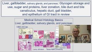 Liver- Glycogen storage and use, sugar and proteins, liver zonation, bile duct and bile canaliculus