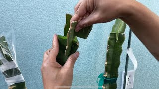 HOW TO: Cleft Graft a Dragon Fruit Cutting