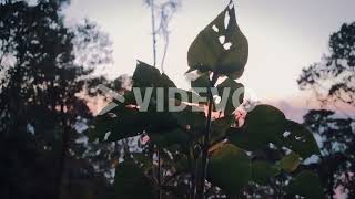 A plant on a hillside during sunset