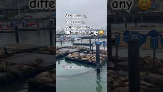 Do you like sea creatures? #sealions #seal #animals #animallover #sanfrancisco #usa #shorts