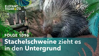 Die geheimen Höhlen der Stachelschweine (Folge 1096) | Elefant, Tiger & Co. | MDR