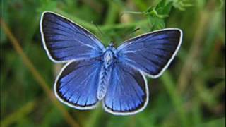 mariposas azules