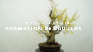 ¡¡PRÓXIMO VIERNES 10 FORMACIÓN DE BONSAI CADUCO !!