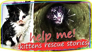 So Touching ! Rescue kitten and Cats Stories  rescued cats before and after