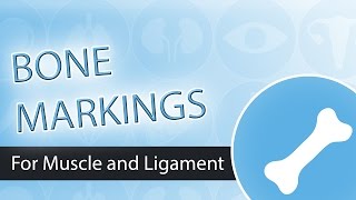 Bone Markings-  Muscle and Ligament Attachment Points