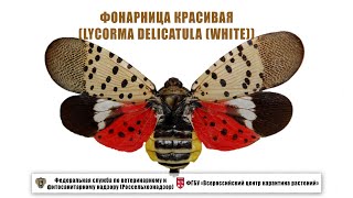 Фонарница красивая (Lycorma delicatula (White))