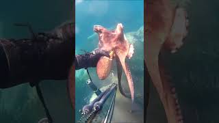 PESCA SUBMARINA PULPO PESCADO SOLAMENTE CON LAS MANOS