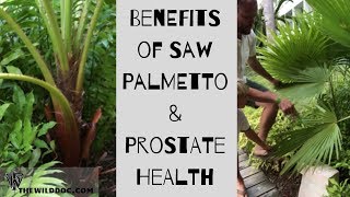 Benefits of Saw Palmetto & Prostate Health