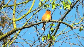 Black-headed Grosbeak singing in HD