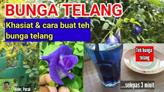 BUNGA TELANG | Khasiat & cara buat teh bunga telang