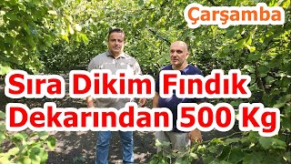 Fındık Gübreleme -  Fındık Bahçesi Bakımı -  File Sistemi Uygulaması Hasat Teknikleri - Çarşamba