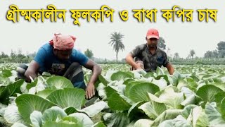 গ্রীষ্মকালীন ফুলকপি ও বাধা কপির চাষ - Cultivation of summer cauliflower and cabbage