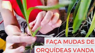 🟣 ORQUÍDEAS VANDAS-COMO RETIRAR MUDAS DE VANDA