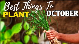 what you can still plants in October -  No Backyard Garden