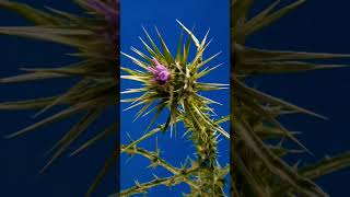 Slowed time -flowering thistle