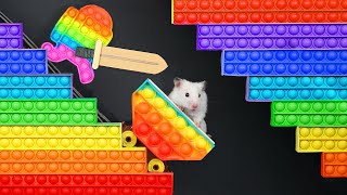 🐹 Hamster vs Pop It maze for pets 🐹 Escape in real life