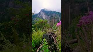 #tatry #mountains #татри #góry #mountains #гори #природа #nature #natura #las #forest #ліс #dolina