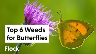 6 WEEDS That 20+  BUTTERFLIES & MOTHS Use as HOST PLANTS — Ep. 268