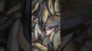 দেশি কৈ মাছ রে | দেশি কৈ মাছ #fishing #fishinglife