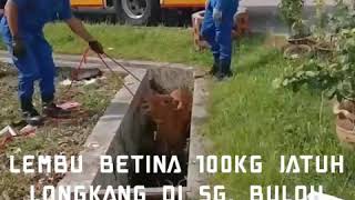 LEMBU 100KG JATUH LONGKANG DI SG. BULOH.