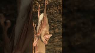 UNE GROTTE DE CHAUVES-SOURIS, BATU CAVE #shorts #batucaves #malaisie #penang #chauvessouris #grotte