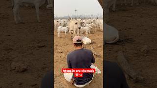 Atenção pra chamada, hora de pasto novo🐄🐮