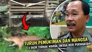 BKSDA Beri Peringatan, Harimau Turun Pemukiman di Siak