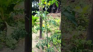 Tomate cherry roxo em desenvolvimento