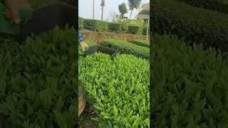 Portable tea picker- Good tools and machinery can increase work efficiency