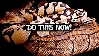 Do This in Early Spring When Breeding Ball Pythons!