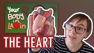 The Heart | Your Body in Latin | Medical Comprehensible Latin #3